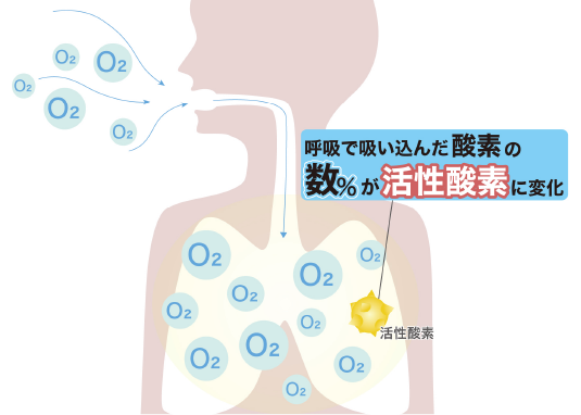 呼吸で吸い込んだ酸素の数％が活性酸素に変化