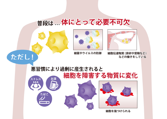 普段は空段位取って必要不可欠
ただし悪習慣により過剰に産生されると細胞を障害する物質に変化