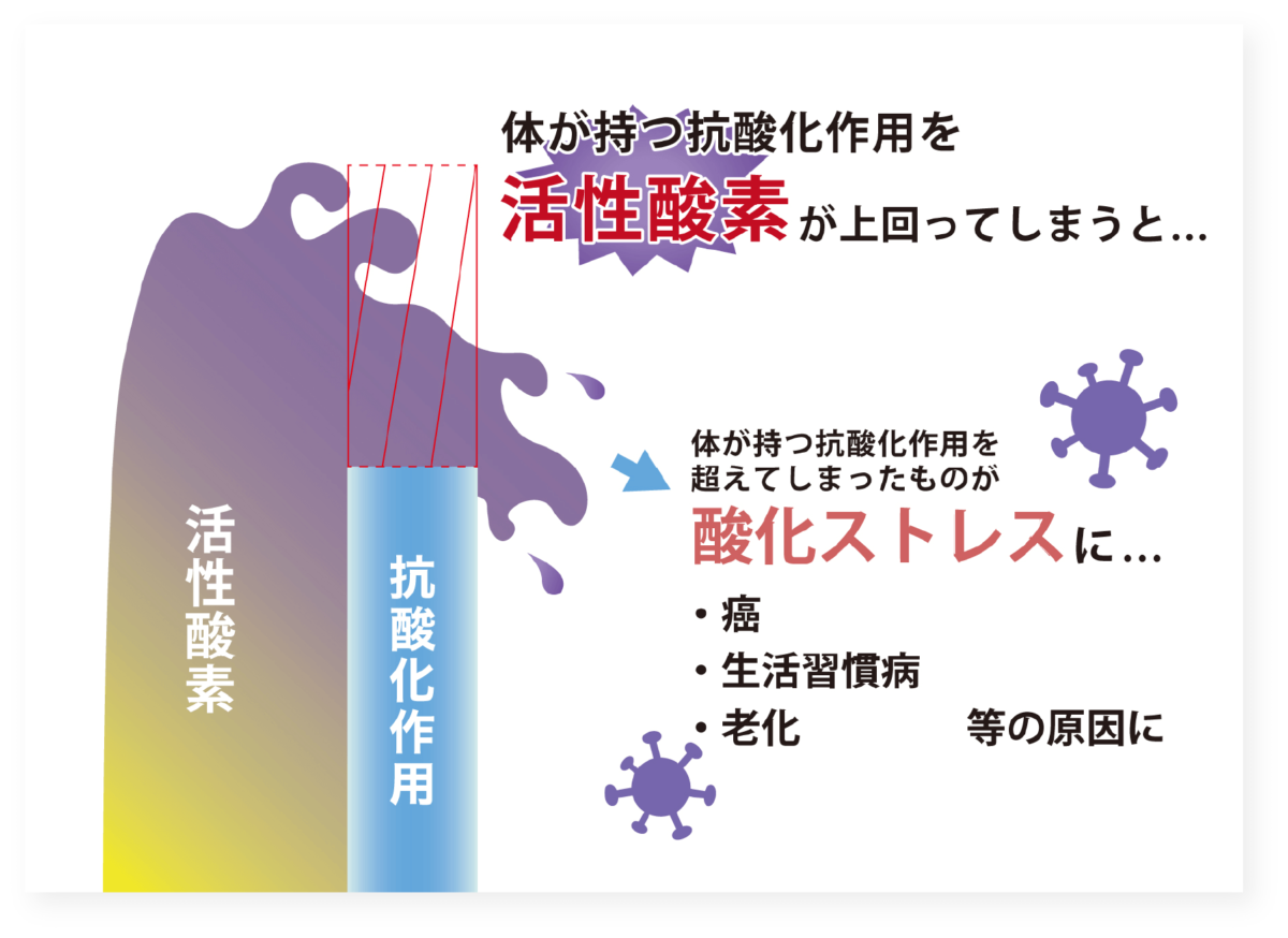 体がっもつ抗酸化作用を活性酸素が上回ってしまうと、、、
体が持つ抗酸化作用を超えてしまったものが酸化ストレスに・・・
・癌・生活習慣病・老化等の原因に